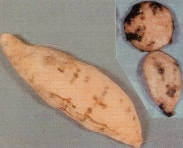 nematode